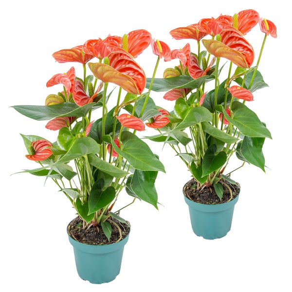 2x Anthurium 'Aristo' Orange - Flamingopflanze - Pflegefreundlich -⌀12 cm - ↕30-40 cm