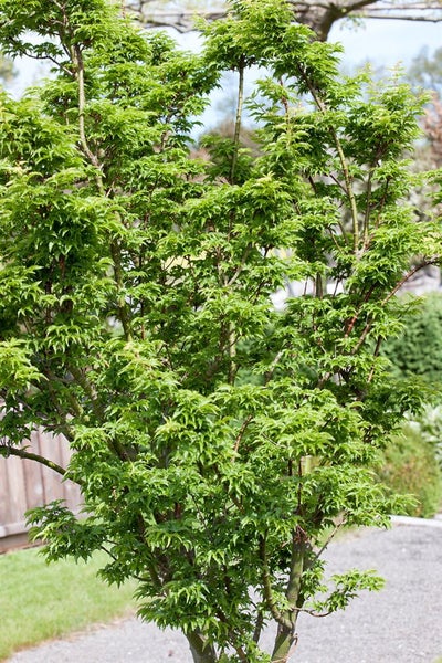Japanischer Ahorn im Garten