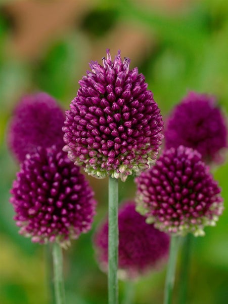 Allium sphaerocephalon, Kugellauch, purpurrot, ca. 9x9 cm Topf