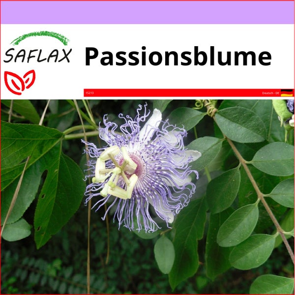 SAFLAX  - Passionsblume - Passiflora incarnata - 5 Samen