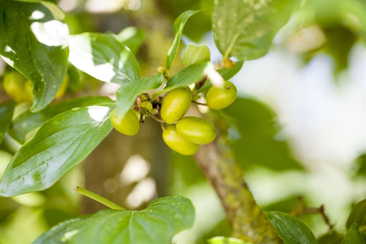 Cornus mas 'Jolico', Kornelkirsche, gelbe Blüten, 60–80 cm