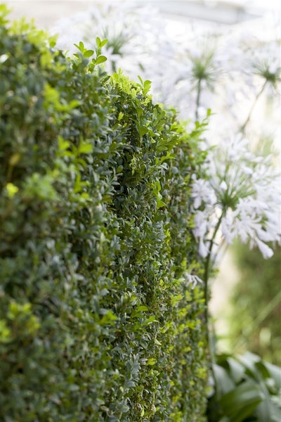 Im Bild ist eine grüne Buchsbaumhecke und weiße Agapanthusblüten zu sehen.