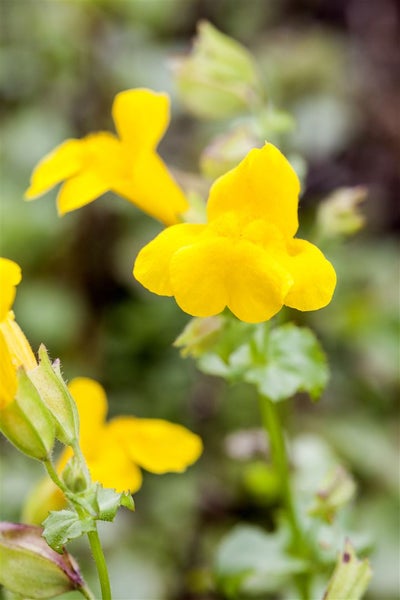 Mimulus luteus, Gelbe Gauklerblume, ca. 9x9 cm Topf