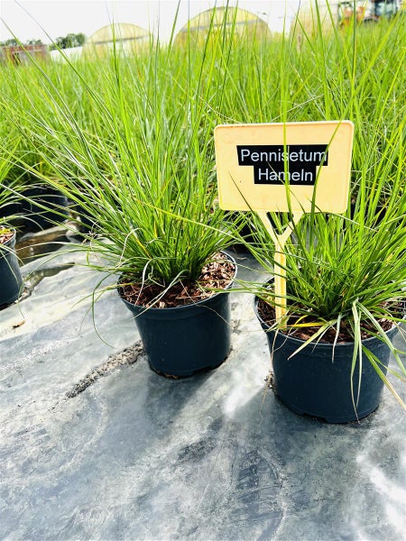 Pennisetum alopecuroides 'Hameln', Lampenputzergras, 2 Liter Container