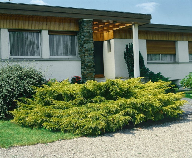Juniperus media 'Pfitzeriana Aurea', Gold-Wacholder, 30–40 cm