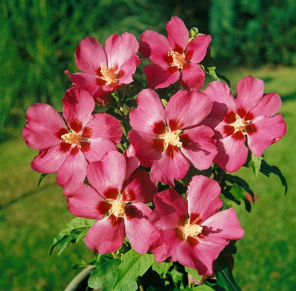 Blühender Roseneibisch im Garten