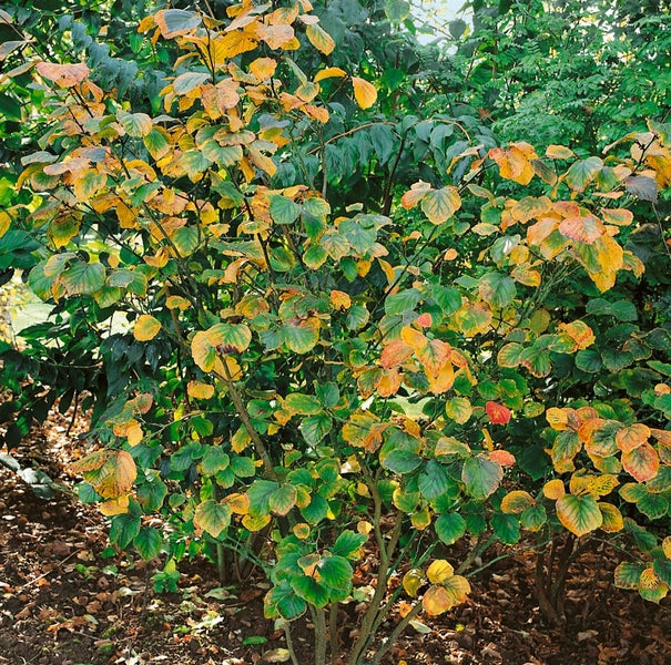 Hamamelis intermedia 'Jelena', Zaubernuss, kupferorange, 40–60 cm