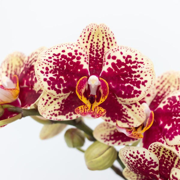 Kolibri Company - Set aus gelber roter Orchidee und Sukkulente auf Bambustablett