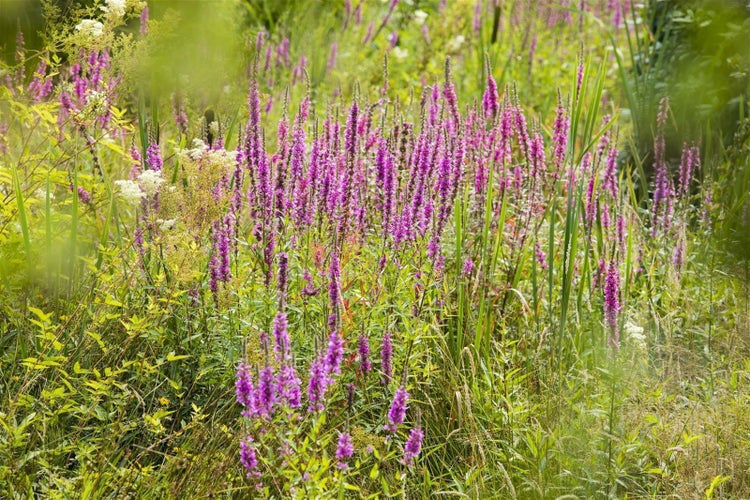 Lythrum virgatum 'Dropmore Purple', Blutweiderich, purpur, ca. 9x9 cm Topf