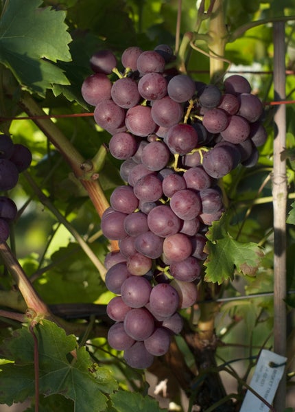 Rebe mit einer dichten Traube aus runden Weintrauben hängend an einem Rebstock im Weinberg.