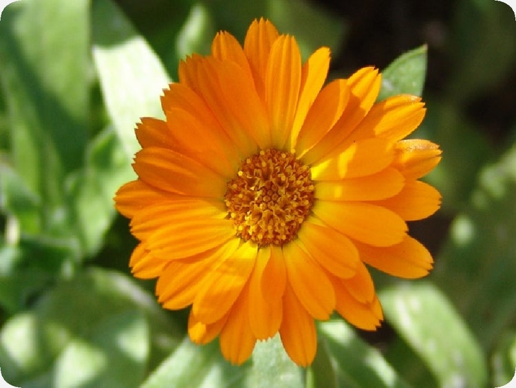 SAFLAX  - Ringelblume - Calendula officinalis - 50 Samen