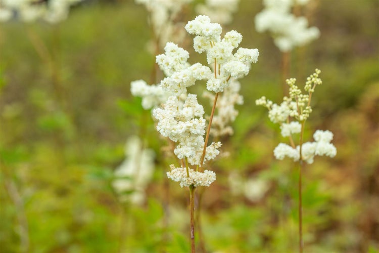 Filipendula ulmaria 'Plena', Mädesüß, gefüllt, ca. 9x9 cm Topf