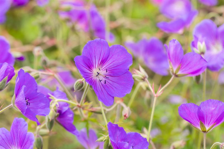 Nahaufnahme von lila Storchenschnabelblüten