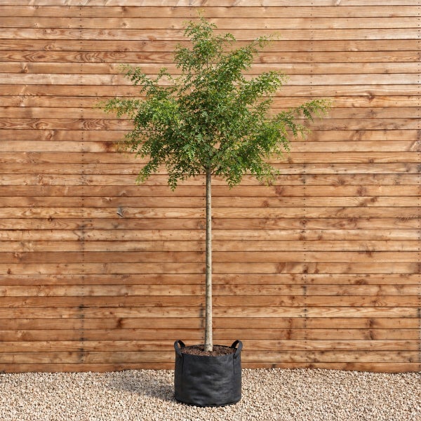 Ein hochstämmiger Baum in einem Pflanzsack vor einer hölzernen Wand auf einem Kiesbett.
