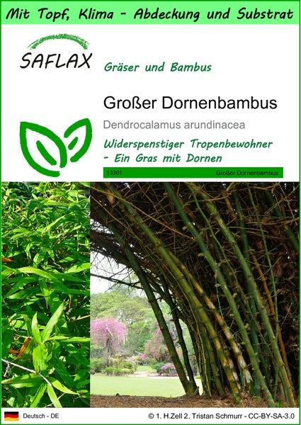SAFLAX Garden to go - Großer Dornenbambus - Dendrocalamus arundinacea - 50 Samen - Mit Topf, Klima - Deckel und Anzuchtsubstrat