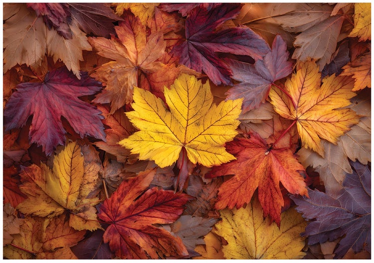 Haufen bunter Herbstblätter