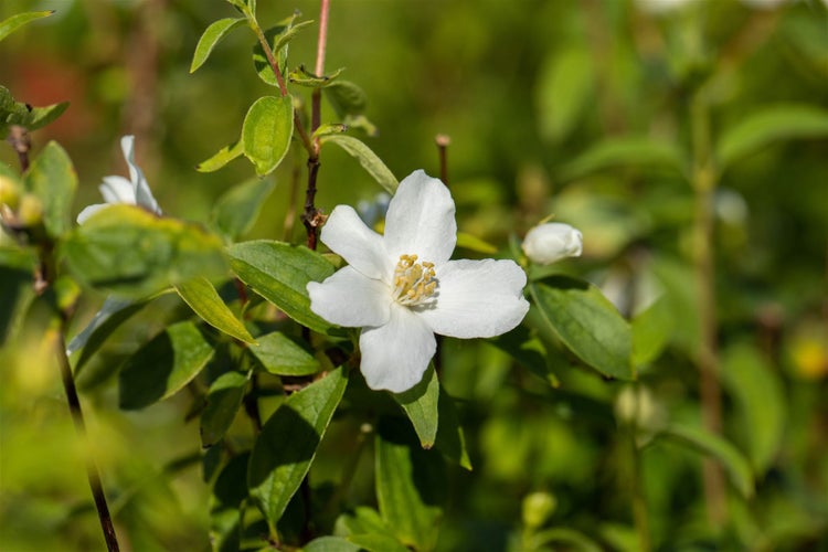 Philadelphus 'Manteau d'Hermine', Duftjasmin, weiß, 40–60 cm