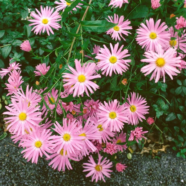 Aster novi-belgii 'Fellowship', Glattblatt-Aster, rosa, ca. 9x9 cm Topf