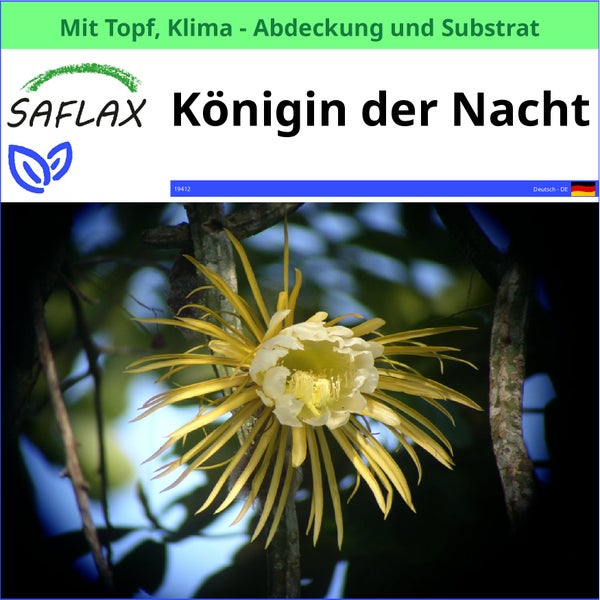 Saflax Königin der Nacht im Topf mit Klima Abdeckung und Substrat