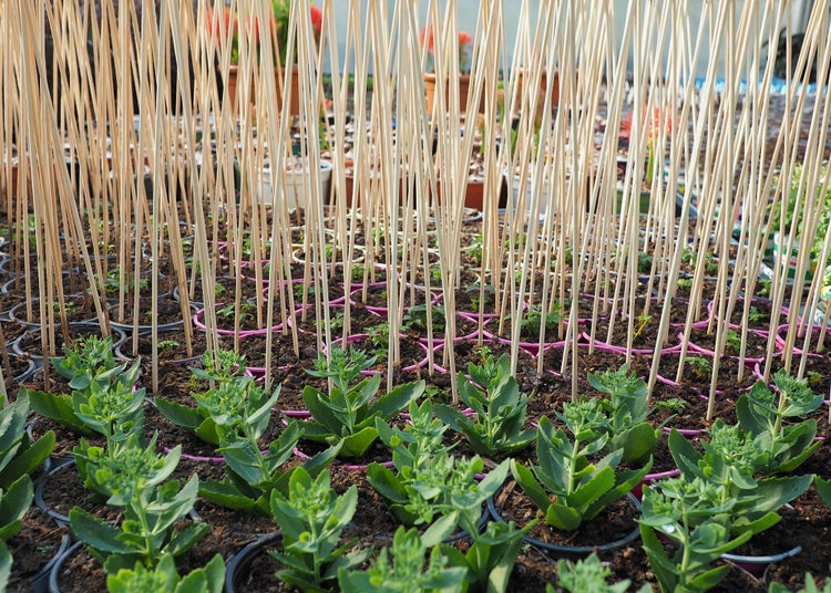 Szene mit Jungpflanzen in Töpfen und Bambusstäben im Garten.