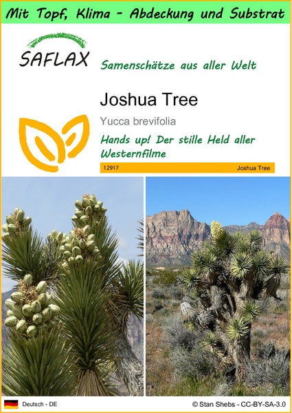 SAFLAX Garden to go - Joshua Tree - Yucca brevifolia - 10 Samen - Mit Topf, Klima - Deckel und Anzuchtsubstrat