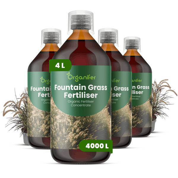 Organifer Lampenputzergras-Dünger Konzentrat, 4 Liter organischer Flüssigdünger für Ziergräser, ausreichend für 4000 Liter Düngemittel.