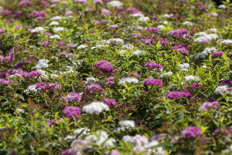 Nahaufnahme von Spierensträuchern mit grünen Blättern und violetten und weißen Blüten