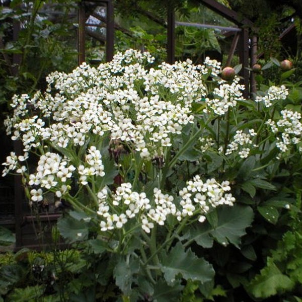 Garten mit blühenden Pflanzen