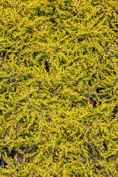 Juniperus communis 'Goldschatz', Wacholder, goldgelb, 20–25 cm