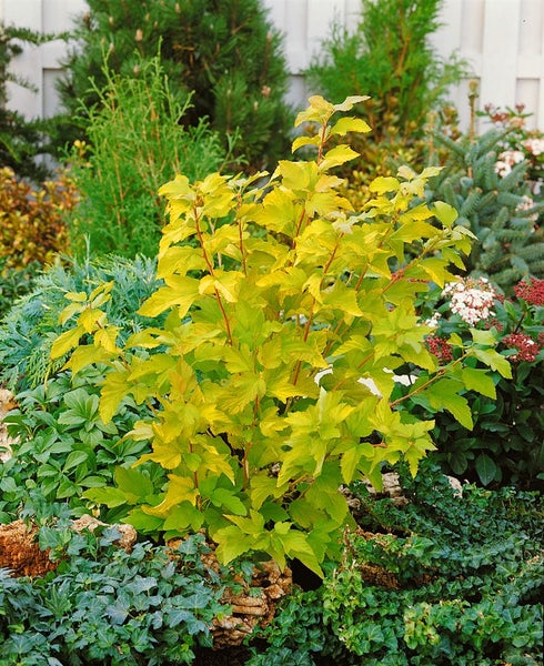 Physocarpus opulifolius 'Dart's Gold', gelblaubig, 40–60 cm