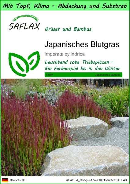 SAFLAX Garden to go - Japanisches Blutgras - Imperata cylindrica - 50 Samen - Mit Topf, Klima - Deckel und Anzuchtsubstrat