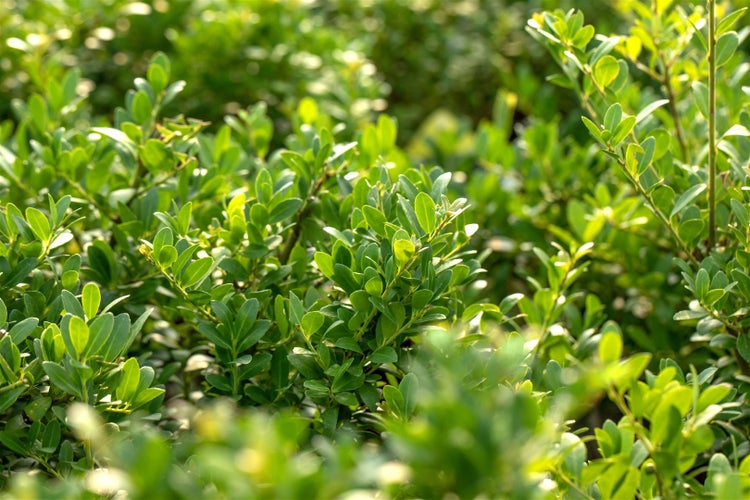Nahaufnahme einer Hecke mit grünen Blättern.