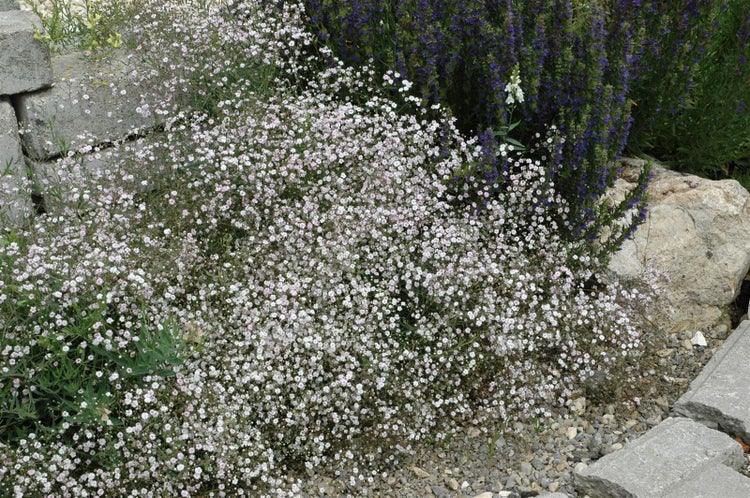 Gypsophila paniculata 'Schneeflocke', Schleierkraut, weiß, ca. 9x9 cm Topf