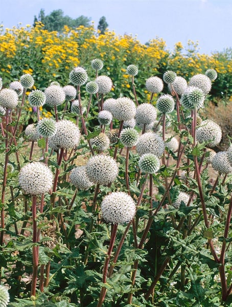 Echinops sphaerocephalus 'Arctic Glow', Kugeldistel, weiß, ca. 9x9 cm Topf