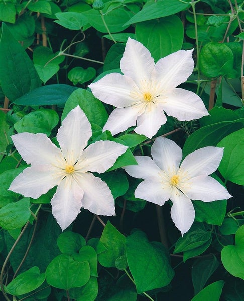 Clematis Hybride 'Apollonia', Waldrebe, weiß, 60–100 cm