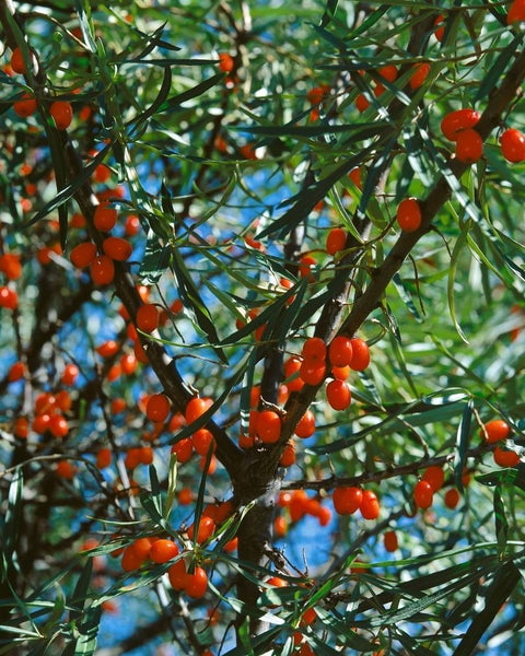 Hippophae rhamnoides, Sanddorn, 40–60 cm