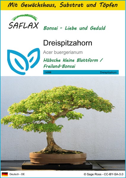 SAFLAX Anzucht Set - Dreispitzahorn - Acer buergerianum - 30 Samen - Mit Mini-Gewächshaus, Anzuchtsubstrat und 2 Töpfen