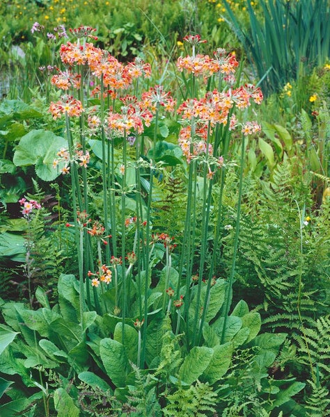 Primula bulleyana, Etagen-Primel, orange-gelb, ca. 9x9 cm Topf