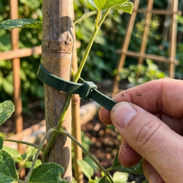 Hand fixiert einen verstellbaren Pflanzenbinder aus Kunststoff um einen Bambusstab zur Stütze einer Pflanze im Garten.