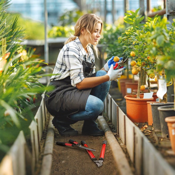 Frau schneidet Zitronenbaum im Gewächshaus mit Gartenschere