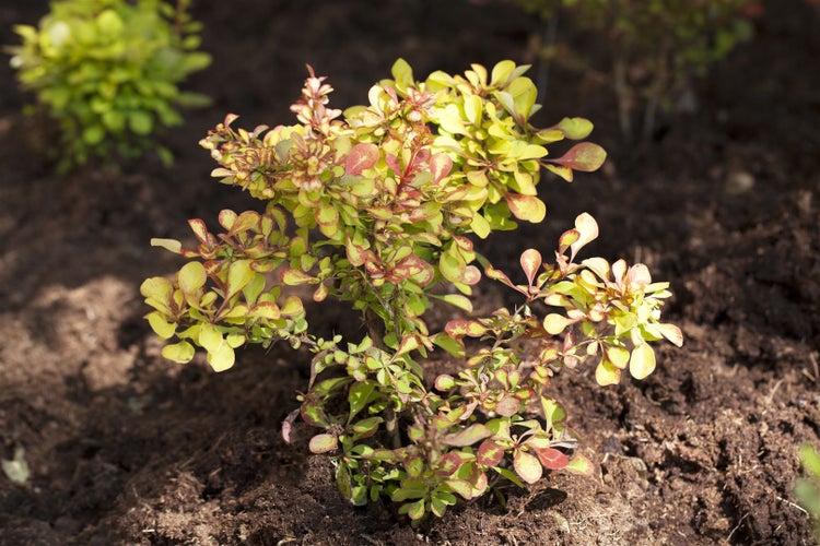 Berberis thunbergii, Heckenberberitze, 40–60 cm