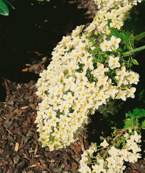 Hydrangea quercifolia 'Snowflake', Eichenblatthortensie, weiß, 40–60 cm