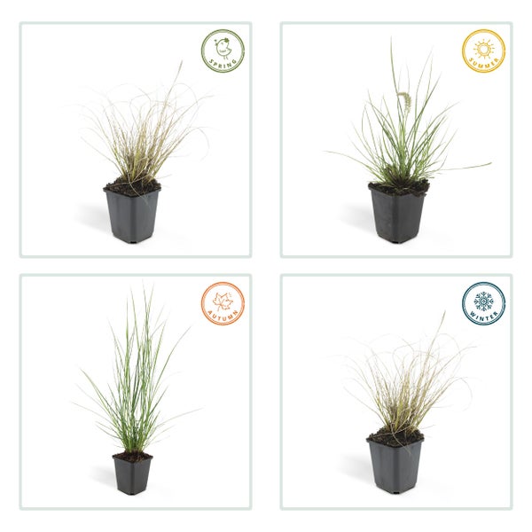 Lampenputzer-Gras - Pennisetum alopecuroides 'Hameln' - 9cm Topf - Set mit 20 Pflanzen