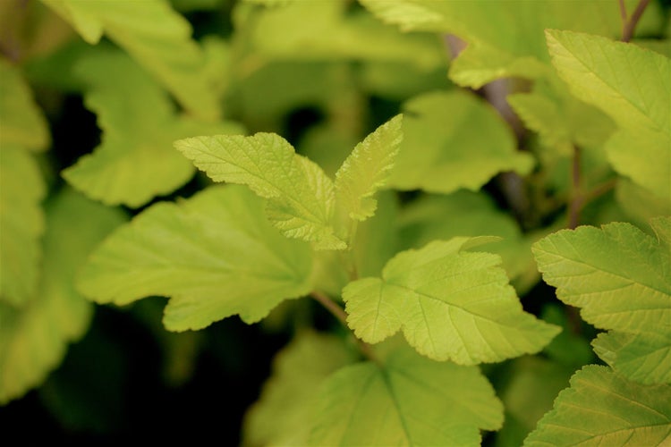 Physocarpus opulifolius 'Dart's Gold', gelblaubig, 60–100 cm
