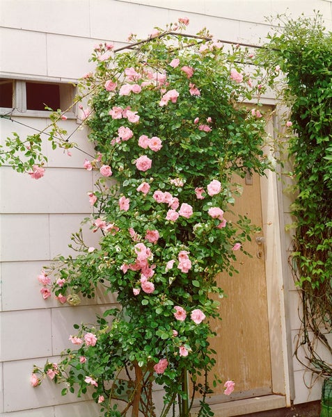 Kletterrose mit rosa Blüten und grünen Blättern an einer Hauswand