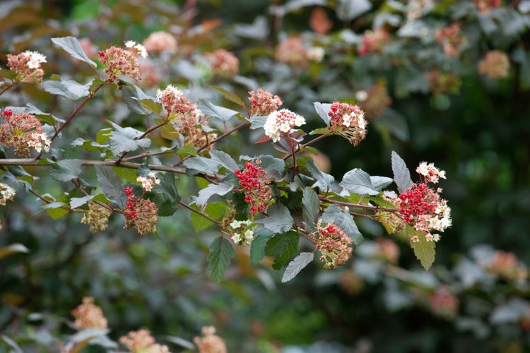 Physocarpus opulifolius, Blasenspiere, 60–100 cm