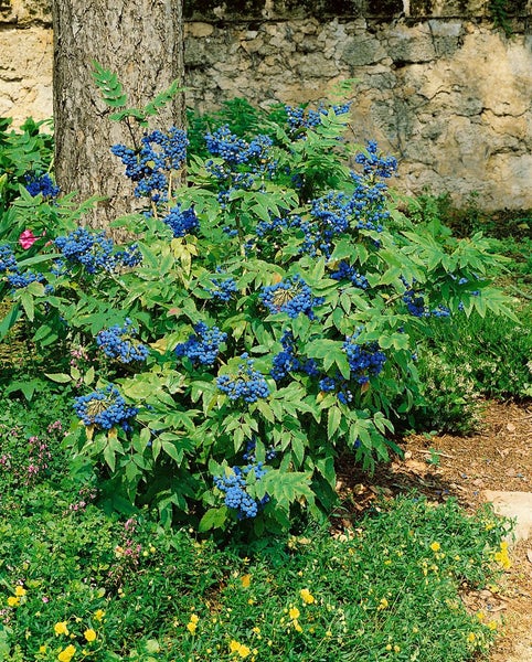 Mahoniebusch mit blauen Beeren im Garten