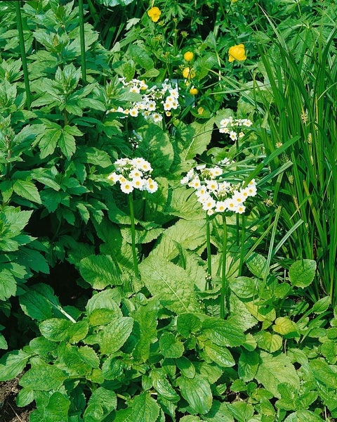 Primula japonica 'Alba', Etagen-Primel, weiß, ca. 9x9 cm Topf