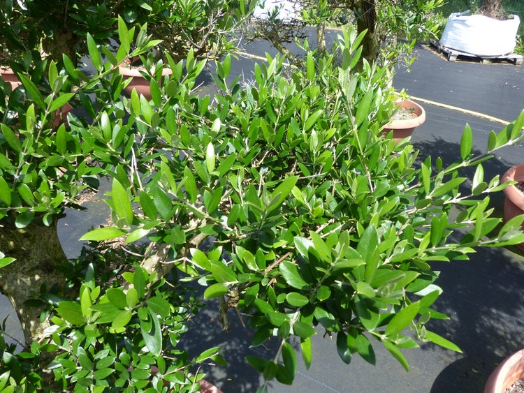 Zweig eines Olivenbaums Olea europaea mit dichten grünen Blättern in einer Gärtnerei.