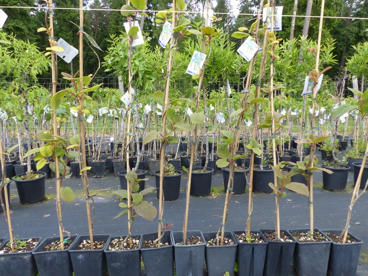 2 Stück im Set Kiwi Hayward & Tomuri 150 - 180 cm Actinidia Kiwipflanze Pflanze